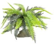   Lucky Reptile Fern IF-101