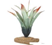   Lucky Reptile Tillandsia IF-80