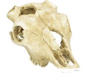  Lucky Reptile  Skull Cow DS-B