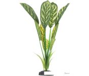   Barbus   Plant 036/10
